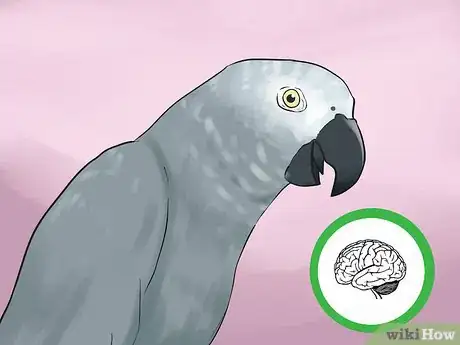Image titled Know if an African Grey Parrot Is Right for You Step 1