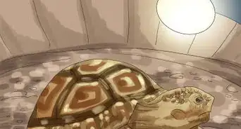 Care for a Tortoise