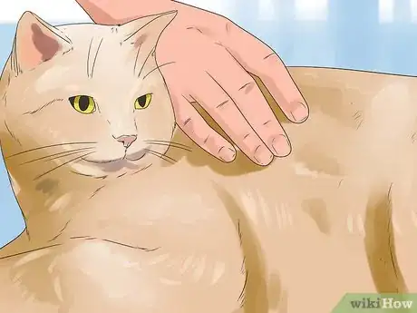 Image titled Get Your Cat to Stop Hissing Step 7
