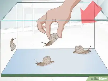 Image titled Catch Snails Step 9