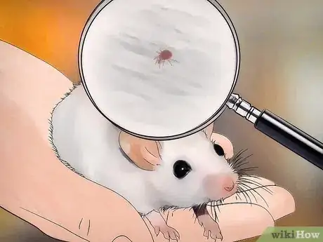 Image titled Spot Mites on Pet Mice Step 2