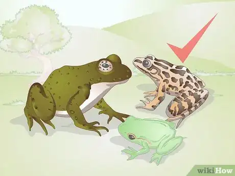 Image titled Breed Frogs Step 17