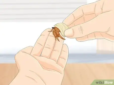 Image titled Hold a Hermit Crab Step 3