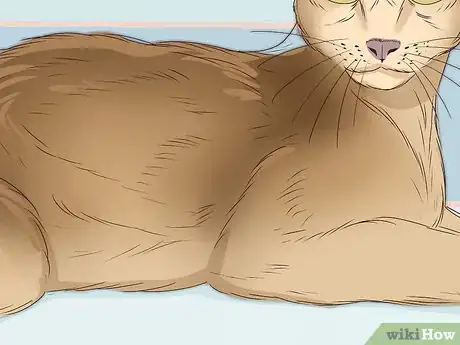 Image titled Identify a Tabby Cat Step 10