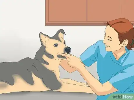 Image titled Deal with Excessive Licking in Older Dogs Step 7