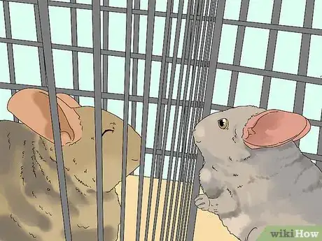 Image titled Break Up Fights Between Chinchillas Step 3