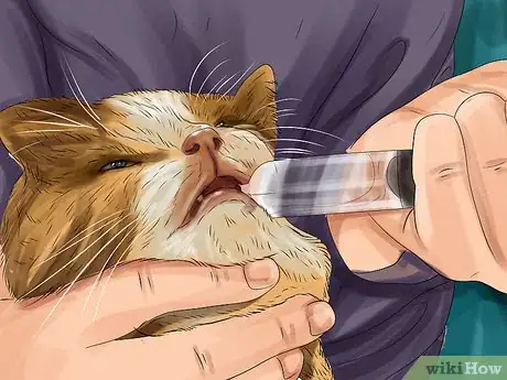 Image titled Give Gabapentin to Cats with Cancer Step 3