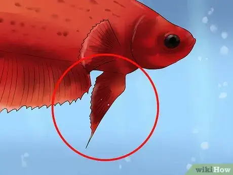 Image titled Identify Different Betta Fish Step 12