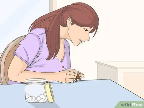 Image titled Prepare Insects for Pinning Step 3