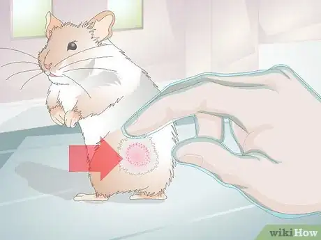 Image titled Treat Skin Disease in Hamsters Step 6