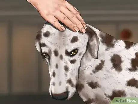 Image titled Identify a Dalmatian Step 3