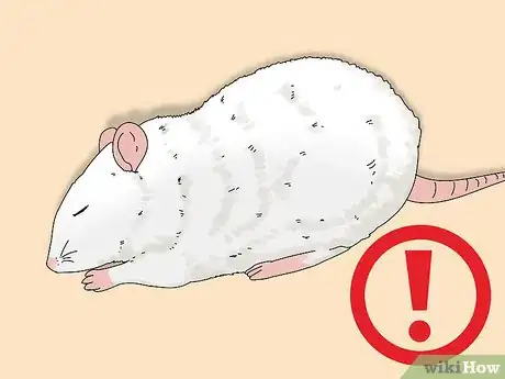 Image titled Treat Diarrhea in Rats Step 2