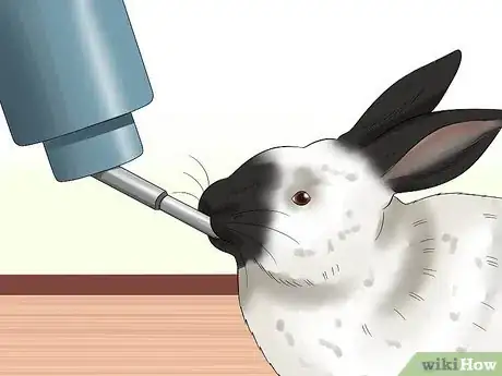 Image titled Care for Californian Rabbits Step 5