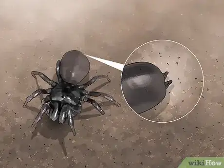 Image titled Identify a Funnel Spider Step 5