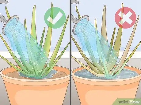 Image titled Prevent Aloe Vera Leaves from Turning Brown Step 1