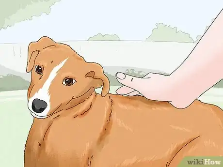 Image titled Identify a Potcake Dog Step 6