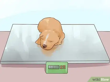 Image titled Take Newborn Puppies for Their First Vet Checkup Step 10