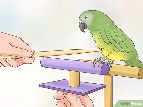 Image titled Train a Parrot Step 11