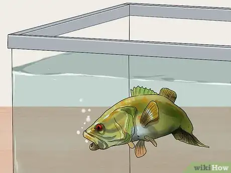 Image titled Keep Bass and Other American Gamefish in Your Home Aquarium Step 12