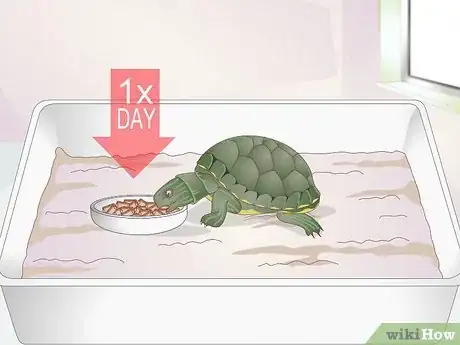 Image titled Feed a Baby Turtle Step 4