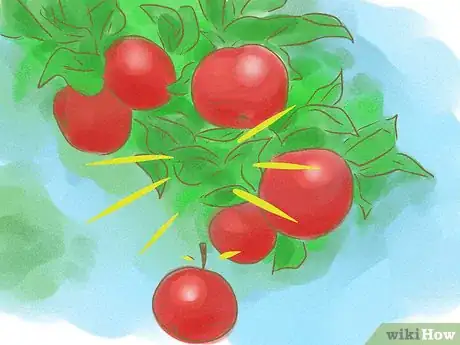 Image titled Tell if Apples on Your Tree Are Ripe Step 3