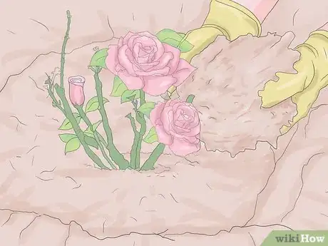 Image titled Plant Roses Step 19