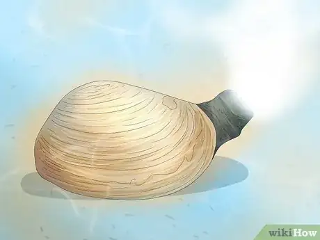 Image titled How Do Clams Reproduce Step 8