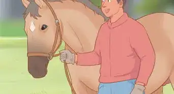 Meet a Horse for the First Time