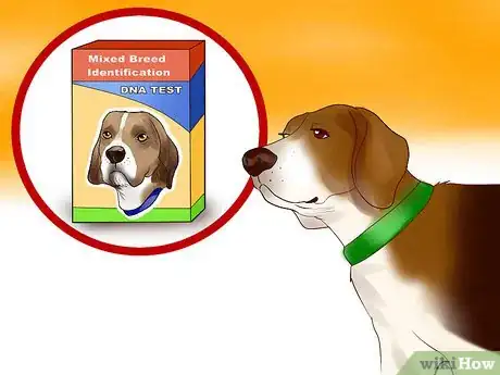 Image titled Identify a Beagle Step 12