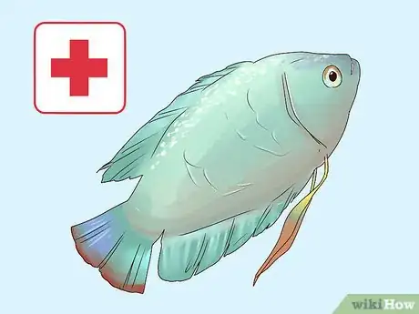 Image titled Care for a Dwarf Gourami Step 12