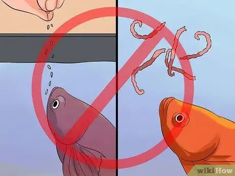 Image titled Cure Betta Fish Diseases Step 13