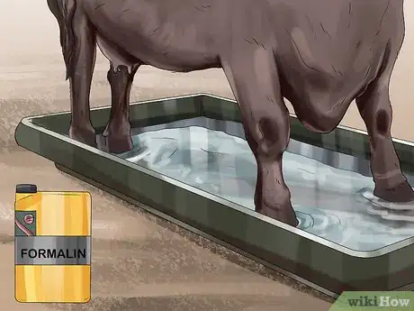 Image titled Clean a Cow Step 15