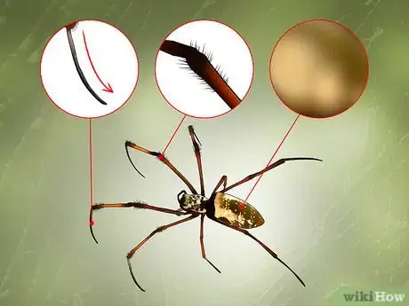 Image titled Identify a Banana Spider Step 1