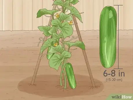 Image titled Grow Cucumbers Step 20