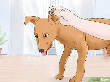 Image titled Identify a Potcake Dog Step 2