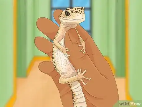 Image titled Sex Leopard Geckos Step 11