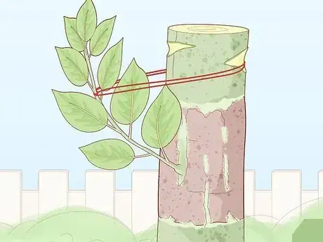 Image titled Make Hybrid Plants Step 22