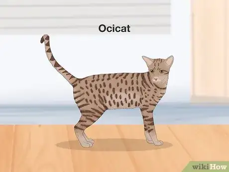 Image titled Cats That Look Like Leopards Step 3