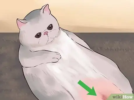 Image titled Take Care of an Exotic Shorthair Cat Step 8