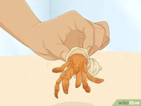 Image titled Hold a Hermit Crab Step 2