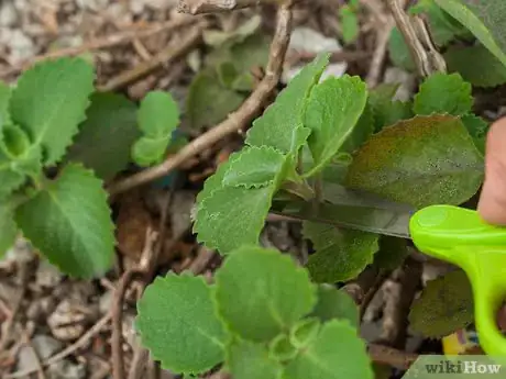 Image titled Prepare Oregano Leaves for Cough Medicine Step 1