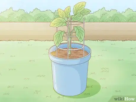 Image titled Grow Eggplants in Pots Step 23