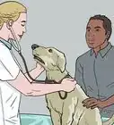 Treat a Panting Dog
