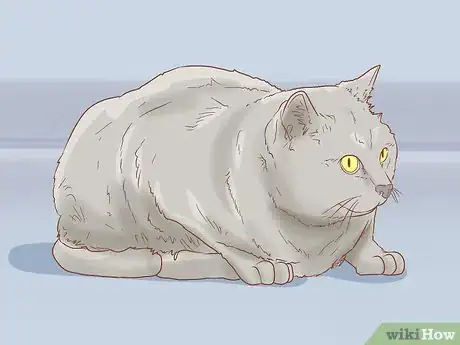 Image titled Identify a Chartreux Cat Step 5