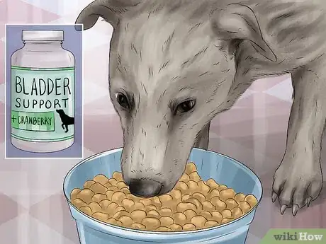 Image titled Treat a Dog's Bladder Infection Step 15