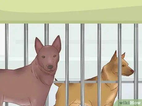 Image titled Get Your Dog to Stop Play Biting Step 16
