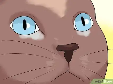 Image titled Diagnose Eyelid Conditions in Cats Step 18