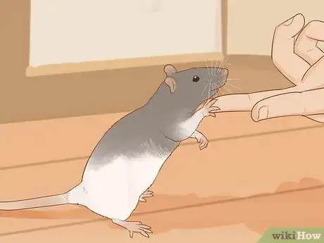 Image titled Train Your Rat to Do Tricks Step 11