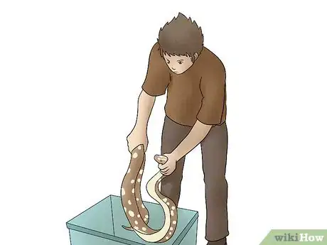 Image titled Breed Ball Pythons Step 12