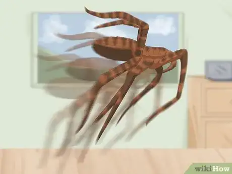 Image titled Identify a Wolf Spider Step 12